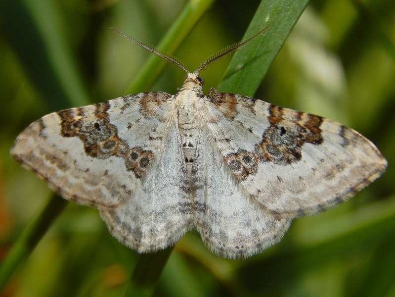 geometridae 1 da ID - Xanthorhoe montanata